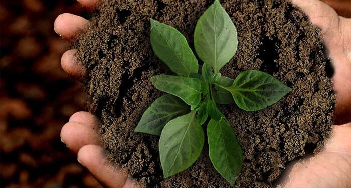 Δενδροφύτευση