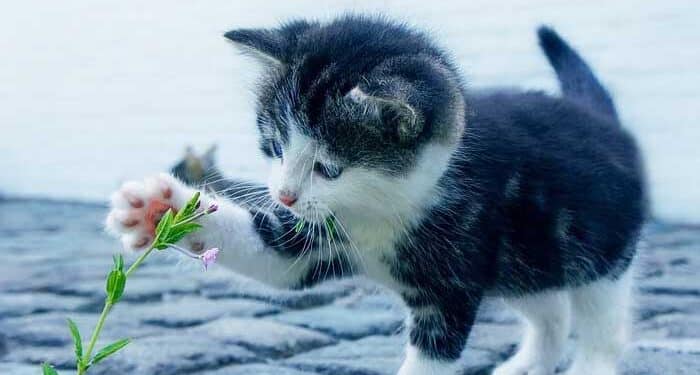 στειρώσεις αδέσποτων γάτων