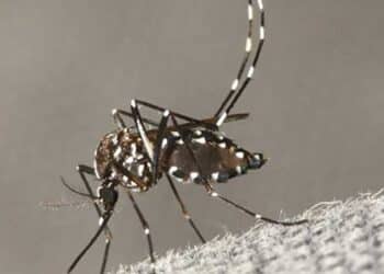 κουνούπι τίγρης