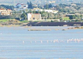 Έκκληση στο κοινό να μην ενοχλεί τα πτηνά στη λίμνη Παραλιμνίου