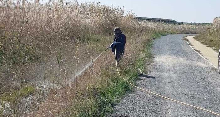 Λάρνακα