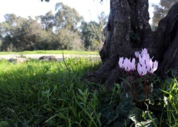 Ορειβατικά και Πεζοπορικά Μονοπάτια