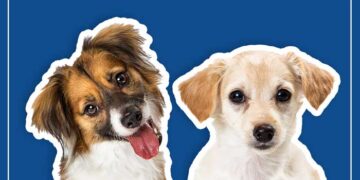Chance Dogs