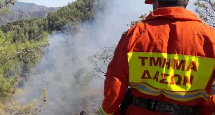 Τμήμα Δασών
