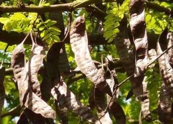 συλλογή χαρουπιών