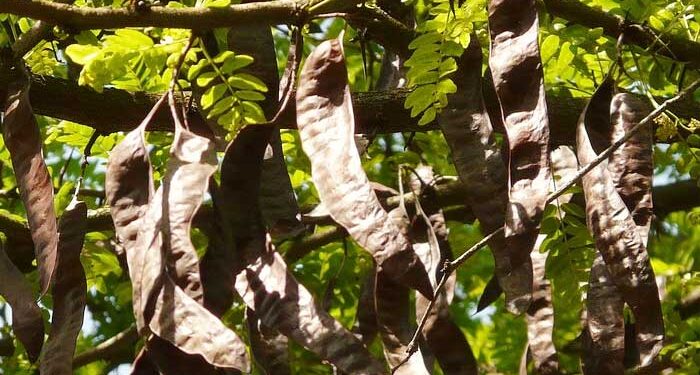 συλλογή χαρουπιών