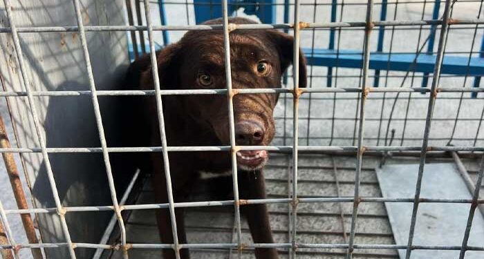 Παγιδεύτηκαν πέντε αδέσποτα στον Πεδιαίο