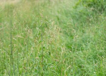 Καθαρισμός οικοπέδων στον Δήμο Λεμεσού