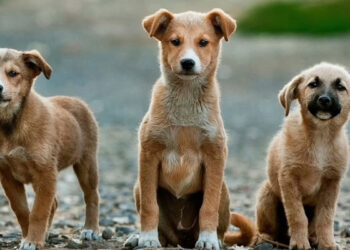 αδέσποτων σκύλων