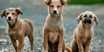 αδέσποτων σκύλων