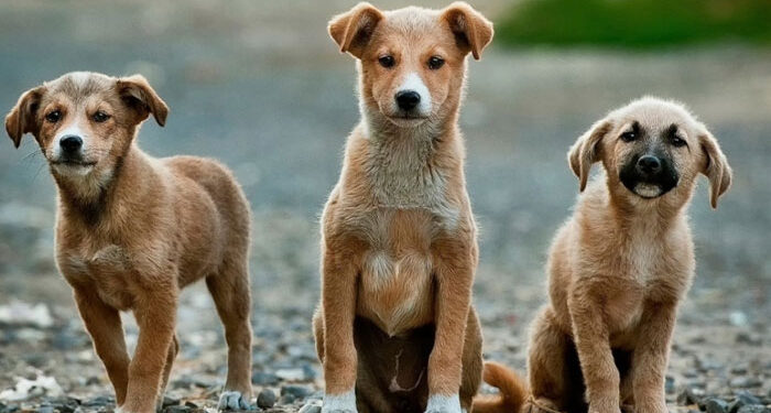 αδέσποτων σκύλων