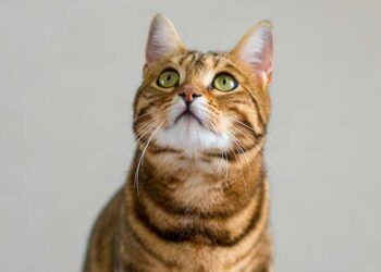 αδέσποτες γάτες