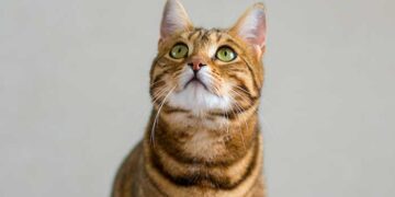 αδέσποτες γάτες