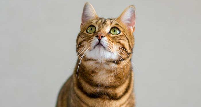 αδέσποτες γάτες