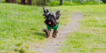 πάρκο σκύλων