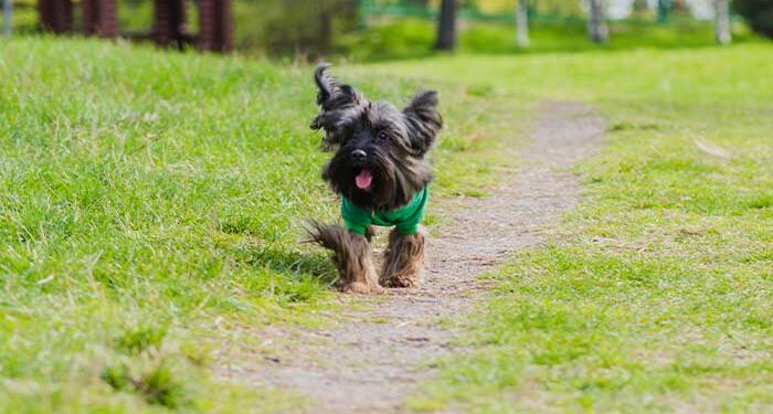 πάρκο σκύλων