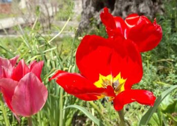 Μαγιάτικο Φεστιβάλ