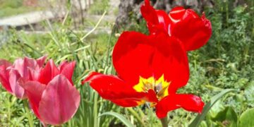 Μαγιάτικο Φεστιβάλ