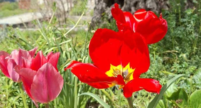 Μαγιάτικο Φεστιβάλ